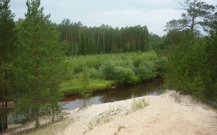 Sandy riverbank with pine forest and river