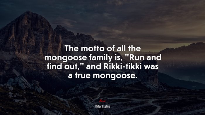 The motto of all the mongoose family is, “Run and find out,” and Rikki-tikki was a true mongoose. | Rudyard Kipling quote