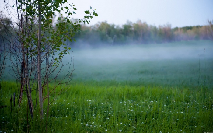 Foggy Field with Trees and Wildflowers