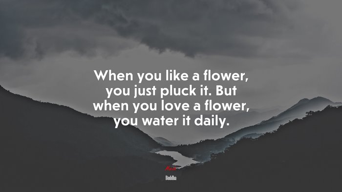 When you like a flower, you just pluck it. But when you love a flower, you water it daily. | Buddha quote