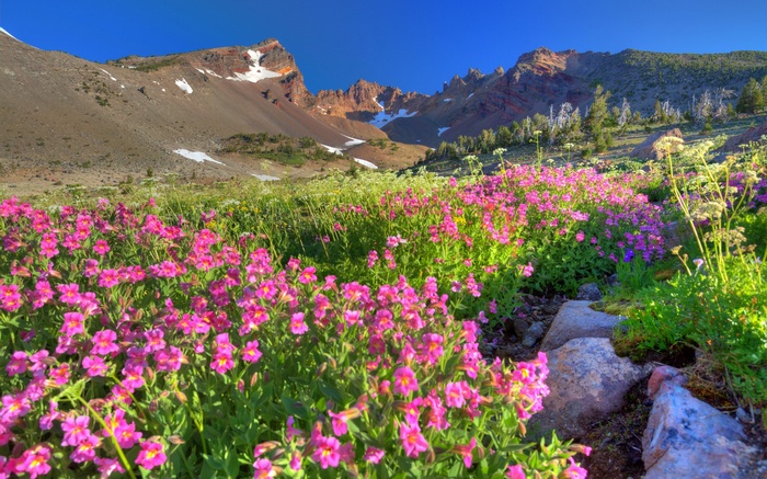 Wildflowers in a mountain meadow