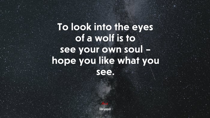 To look into the eyes of a wolf is to see your own soul – hope you like what you see. | Aldo Leopold quote
