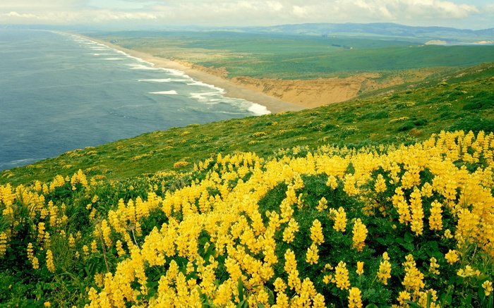Coastal Hillside with Yellow Flowers and Ocean View