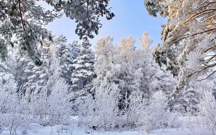 Snow-covered forest with bright sunlight