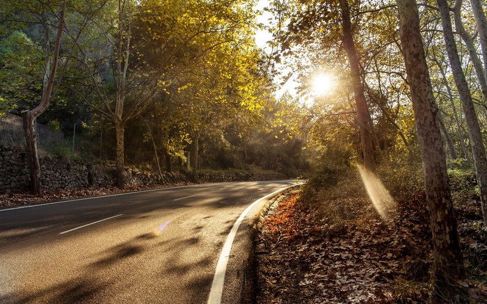 Winding road through a sun-dappled forest in autumn