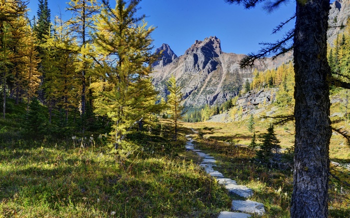 Stone path through autumn forest with mountains