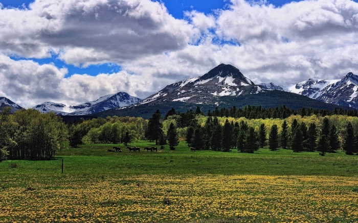 Horses in a field with mountains and clouds