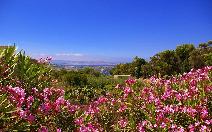 Pink flowers overlooking a bay under a blue sky