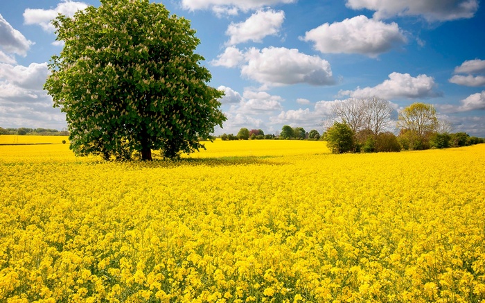 A lone tree in a field of yellow flowers under a cloudy sky