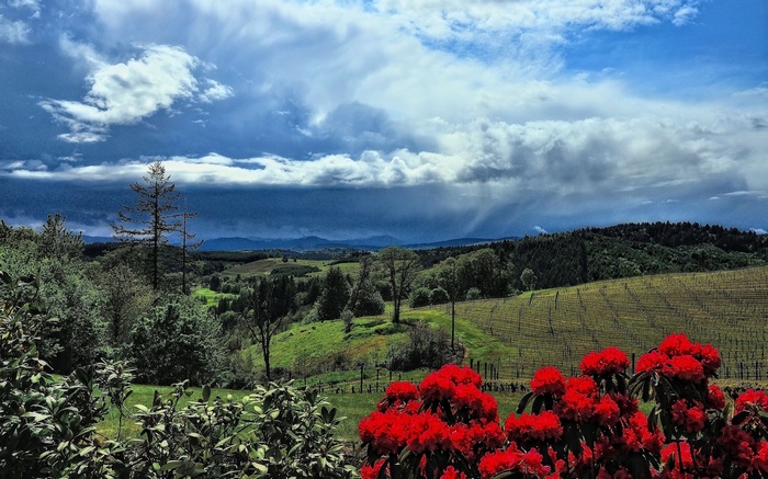 Vineyard landscape with red rhododendrons and stormy sky