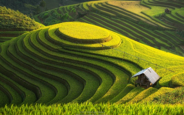 Terraced rice fields with a small hut
