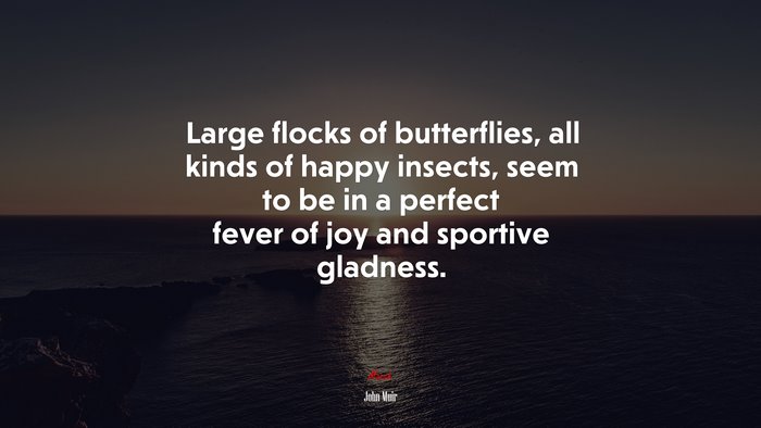 Large flocks of butterflies, all kinds of happy insects, seem to be in a perfect fever of joy and sportive gladness. | John Muir quote