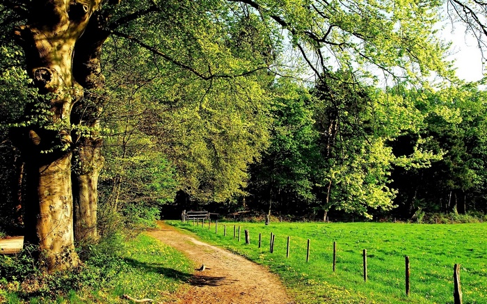 A dirt path winds through a sunlit forest with green fields