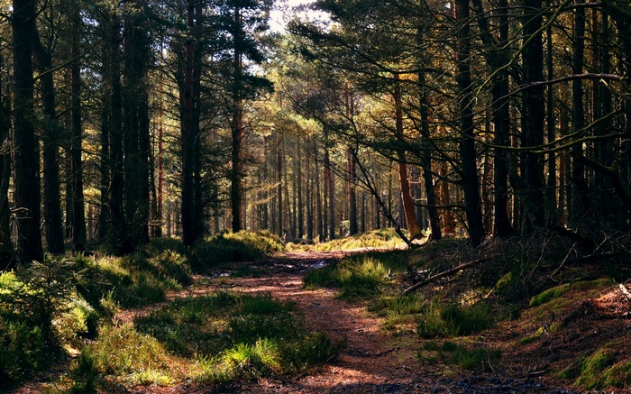 Forest path with sunlight filtering through trees