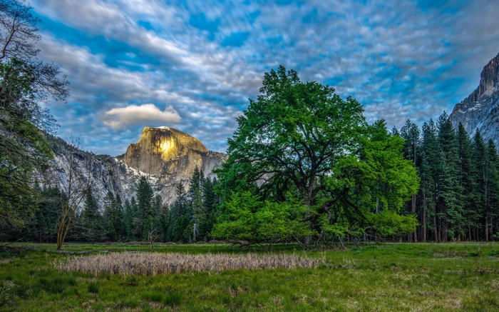 Half Dome Yosemite National Park with a large oak tree
