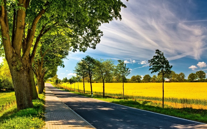 Road lined with trees and a yellow field