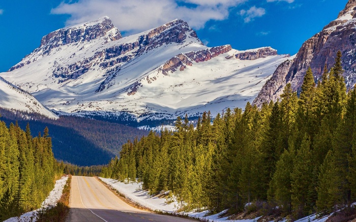 Road leading to snow-capped mountains through a pine forest