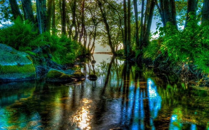 A forest stream with reflections of trees and sky