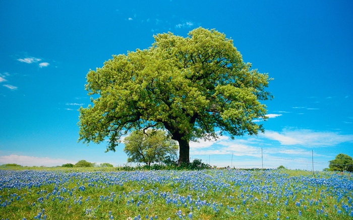 Large oak tree in a field of bluebonnets under a blue sky