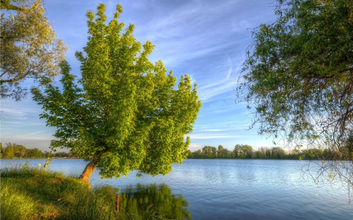 Tree by the lake with blue sky