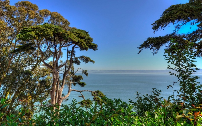 Trees overlooking the ocean under a clear blue sky