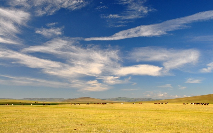 Horses grazing in a vast grassy plain under a blue sky