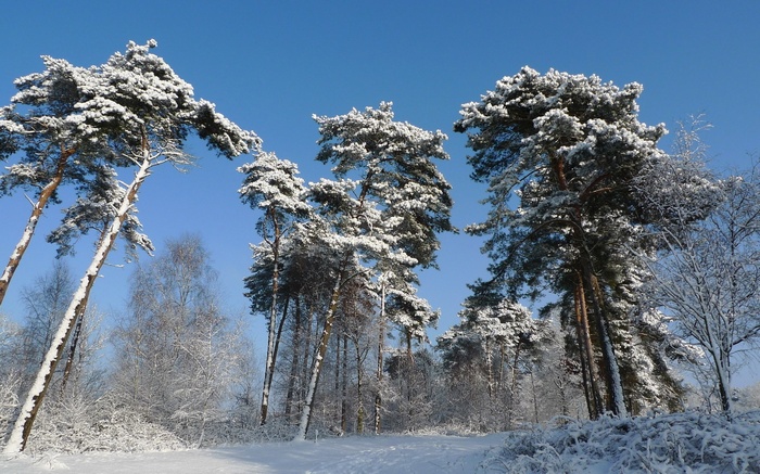 Snow-covered pine trees against a clear blue sky