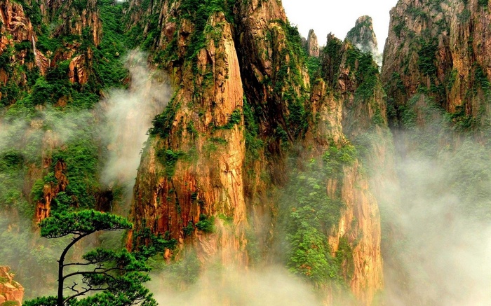 Misty mountains with green trees and pine tree