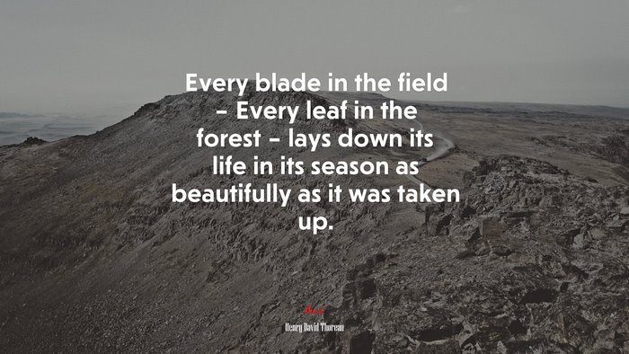 Every blade in the field – Every leaf in the forest – lays down its life in its season as beautifully as it was taken up. | Henry David Thoreau quote