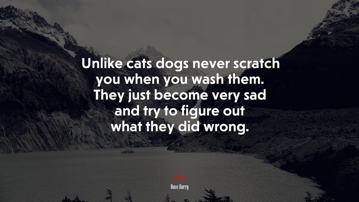 Unlike cats dogs never scratch you when you wash them. They just become very sad and try to figure out what they did wrong. | Dave Barry quote