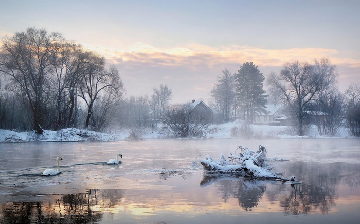 Two swans swimming in a misty winter river with snow-covered trees and houses
