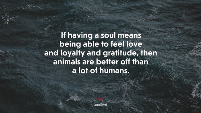 If having a soul means being able to feel love and loyalty and gratitude, then animals are better off than a lot of humans. | James Herriot quote