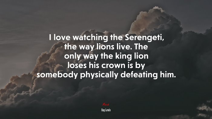 I love watching the Serengeti, the way lions live. The only way the king lion loses his crown is by somebody physically defeating him. | Ray Lewis quote
