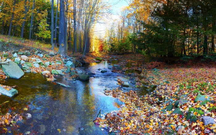 Autumn forest stream with fallen leaves
