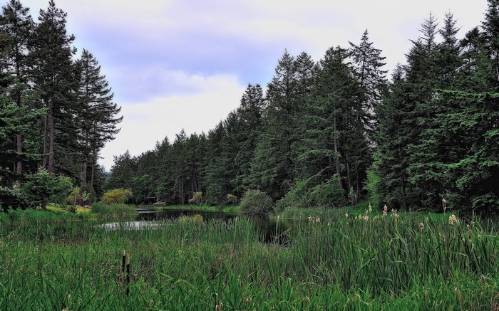Tall evergreen trees surround a calm pond with tall grass