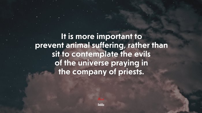 It is more important to prevent animal suffering, rather than sit to contemplate the evils of the universe praying in the company of priests. | Buddha quote