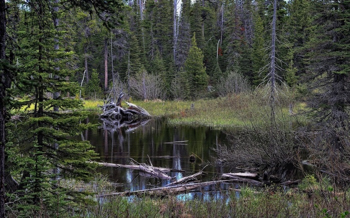 Forest lake with fallen trees and dense woods