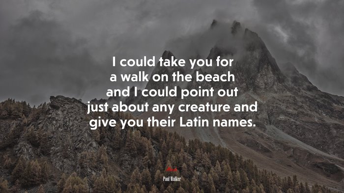 I could take you for a walk on the beach and I could point out just about any creature and give you their Latin names. | Paul Walker quote