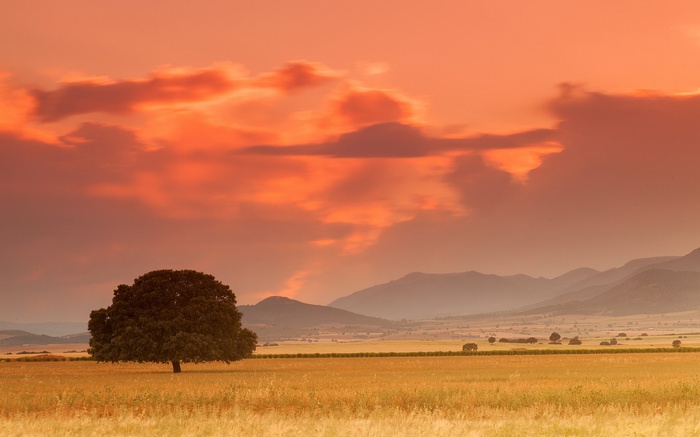 Lone tree in a field at sunset with mountains