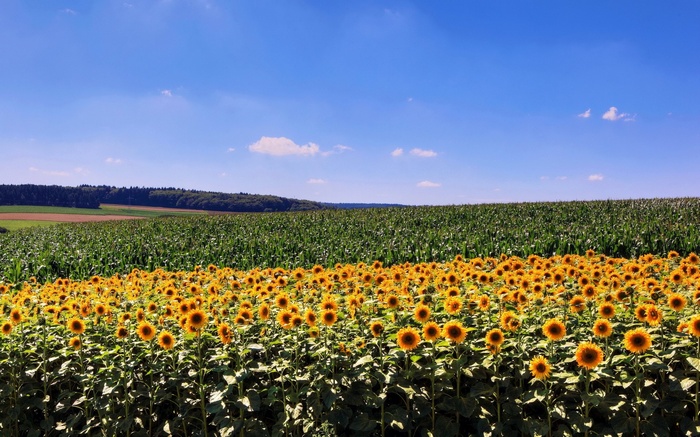 Field of sunflowers and corn under a blue sky