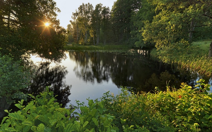Sunlight shining through trees onto a calm lake