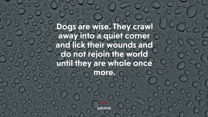 Dogs are wise. They crawl away into a quiet corner and lick their wounds and do not rejoin the world until they are whole once more. | Agatha Christie quote