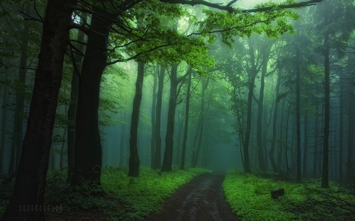 Misty forest path with tall trees and green foliage
