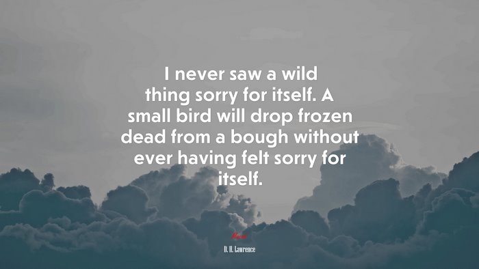 I never saw a wild thing sorry for itself. A small bird will drop frozen dead from a bough without ever having felt sorry for itself. | D. H. Lawrence quote