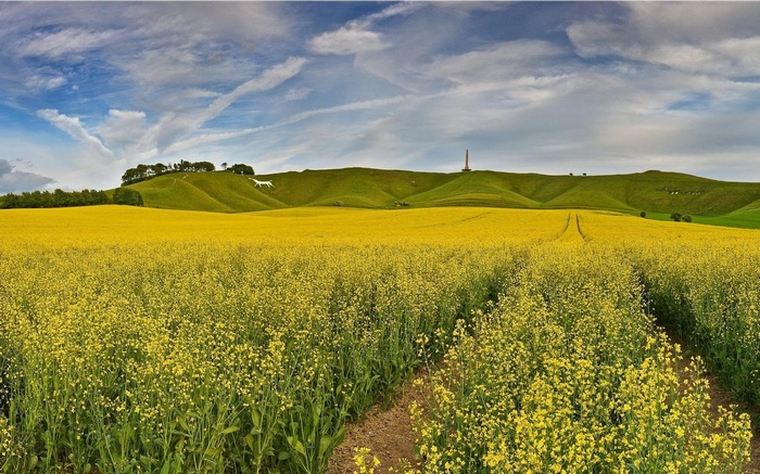 White Horse Hill and a field of yellow flowers