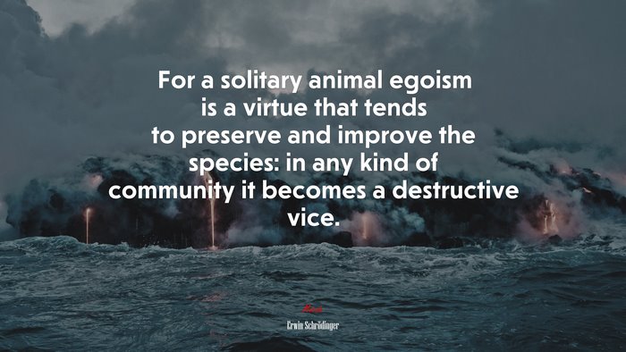 For a solitary animal egoism is a virtue that tends to preserve and improve the species: in any kind of community it becomes a destructive vice. | Erwin Schrödinger quote