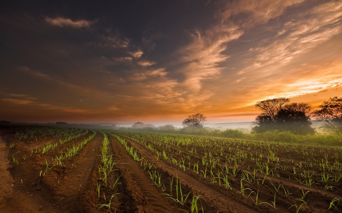 Sunrise over a young crop field