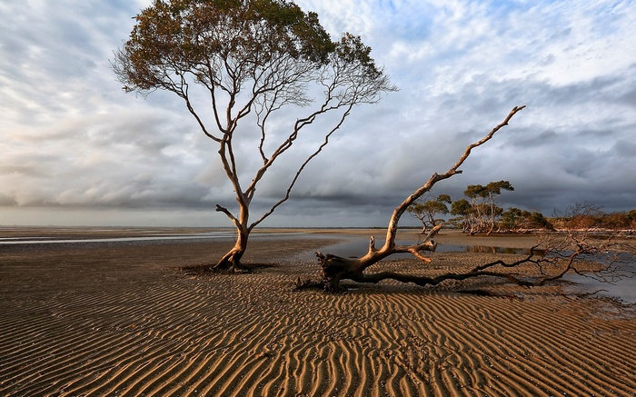 Trees on a sandy beach under a cloudy sky