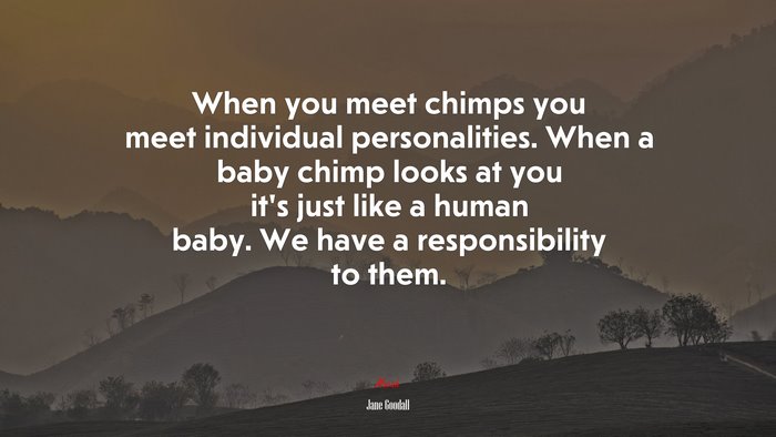 When you meet chimps you meet individual personalities. When a baby chimp looks at you it’s just like a human baby. We have a responsibility to them. | Jane Goodall quote