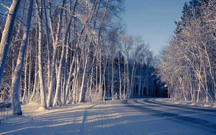 Snow-covered trees line a winding road in winter